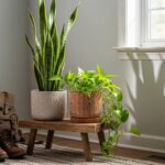 Low Light Indoor Plants: Bring Nature Into Every Corner