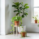 Indoor Plant Styling: Transform Any Room Fast