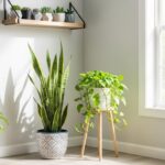 Indoor Plant Decor: Transform Your Home with Greenery