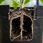 Grow Bags Gardening: The Game-Changer for Small Spaces